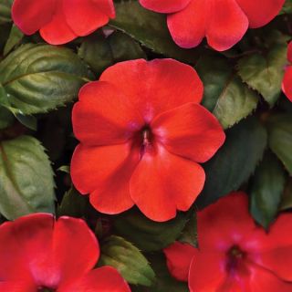 Solarscape Orange Bliss Impatiens Thumbnail